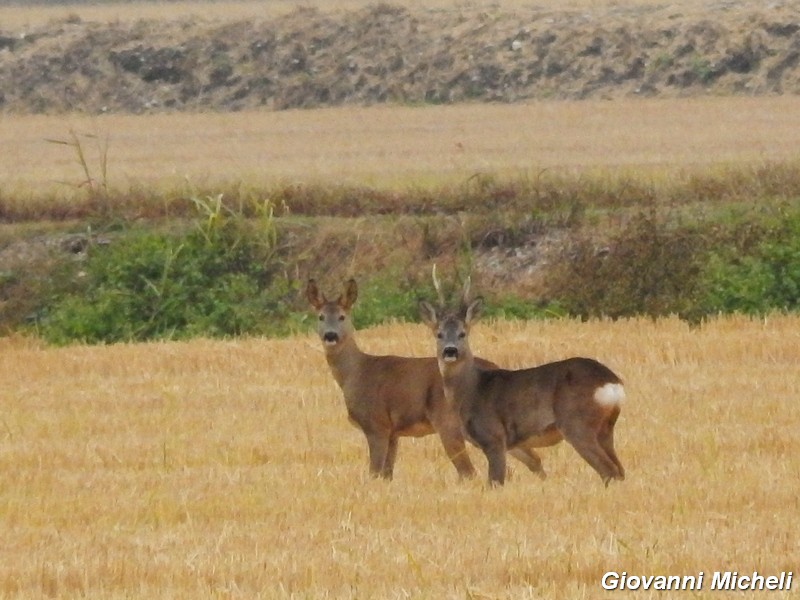 Caprioli nel Parco del Ticino